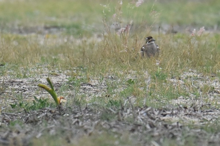 Beach Thick-knee - ML643750753