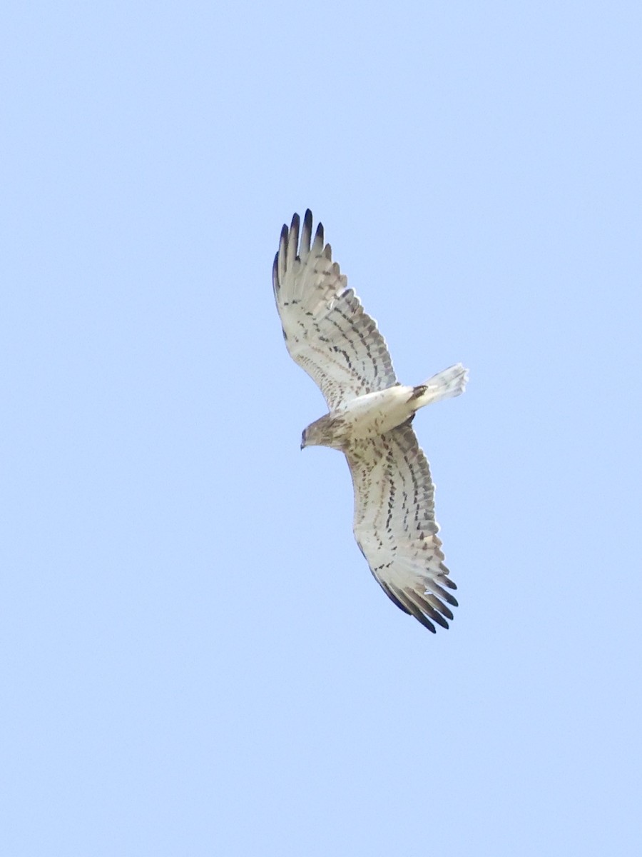 Short-toed Snake-Eagle - ML643750755