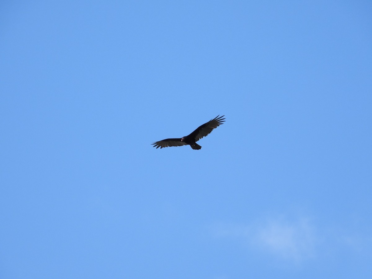 Turkey Vulture - ML643750758