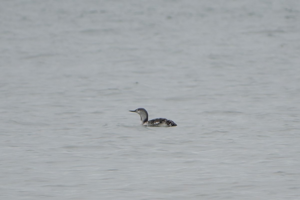 Red-throated Loon - ML643750767