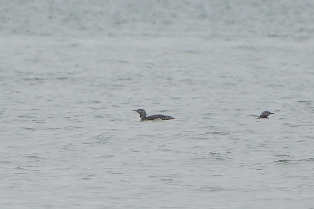 Red-throated Loon - ML643750768