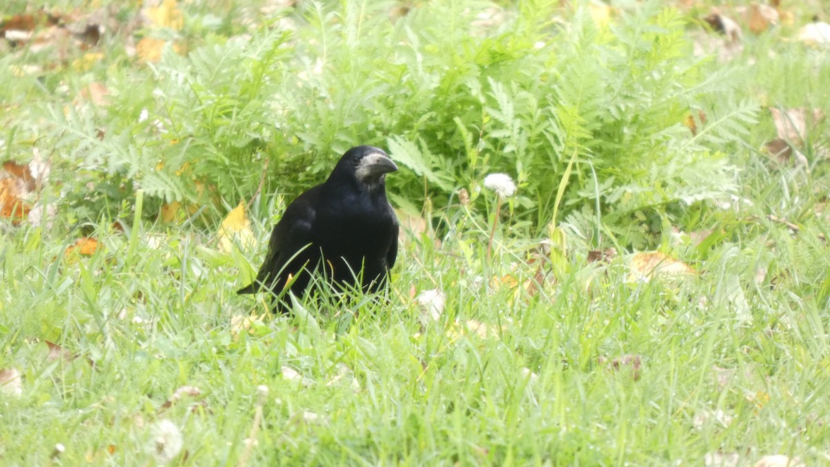 Rook - ML643750769