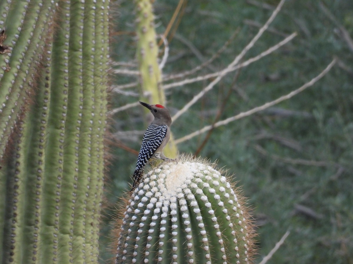Gila Woodpecker - ML643750771