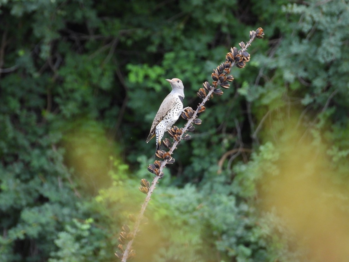 Gilded Flicker - ML643750774