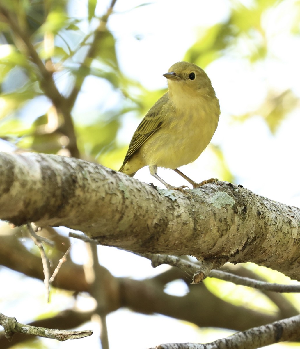 Yellow Warbler - ML643750776
