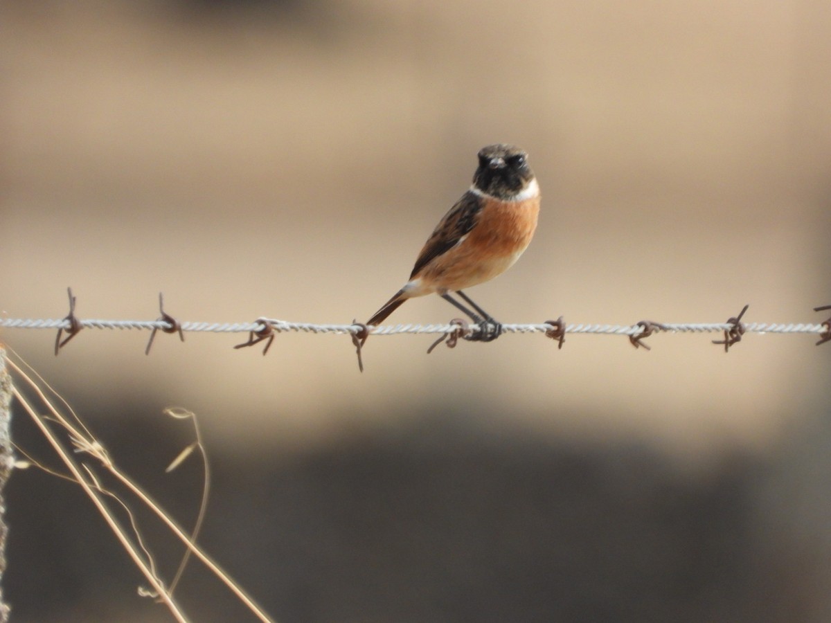 European Stonechat - ML643750781