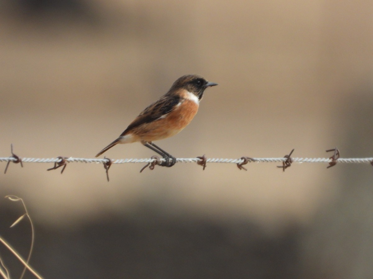 European Stonechat - ML643750782