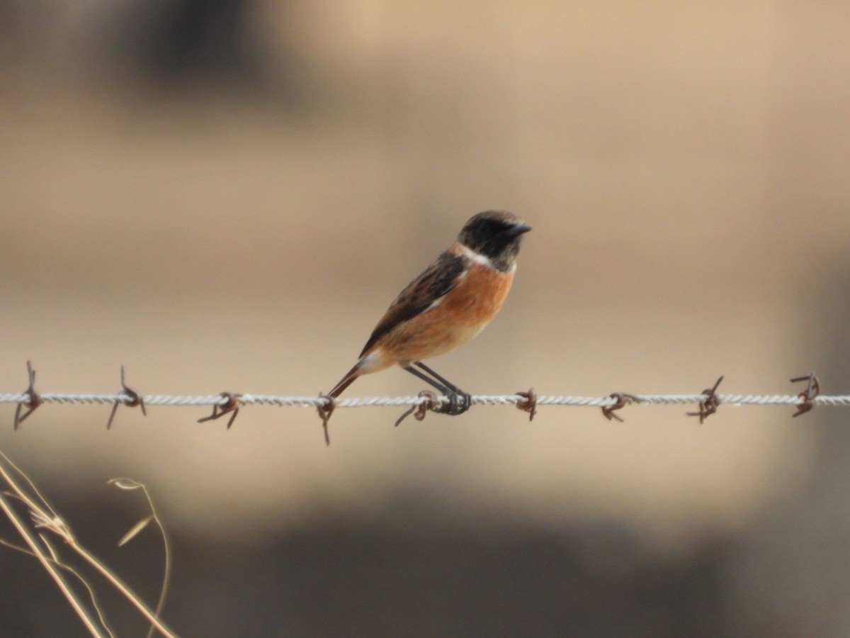European Stonechat - ML643750783