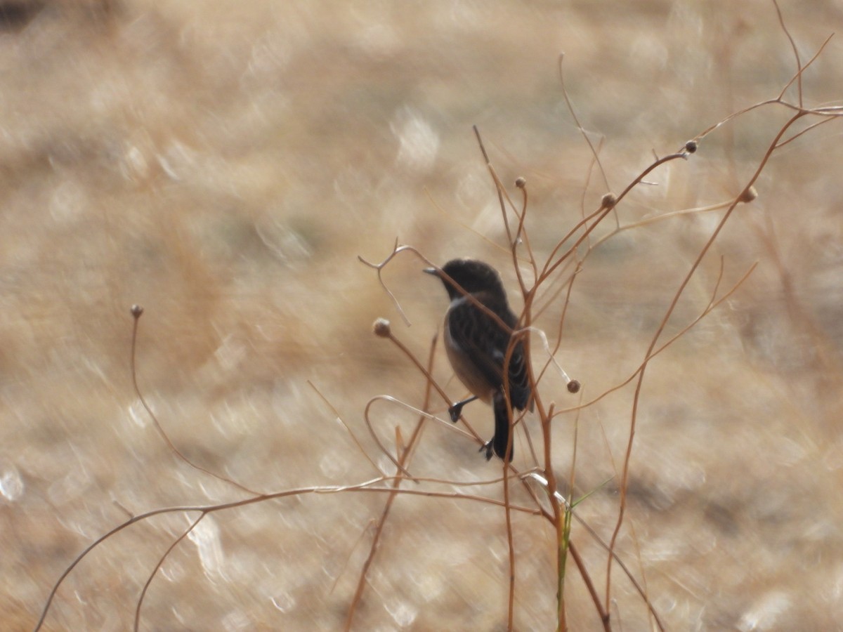 European Stonechat - ML643750784