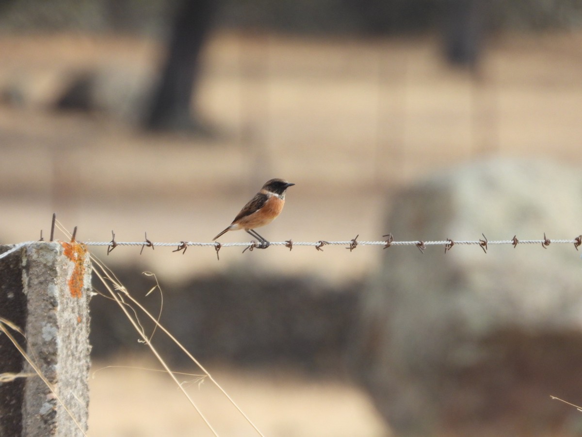 European Stonechat - ML643750785