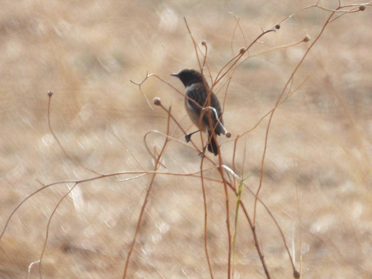 European Stonechat - ML643750786