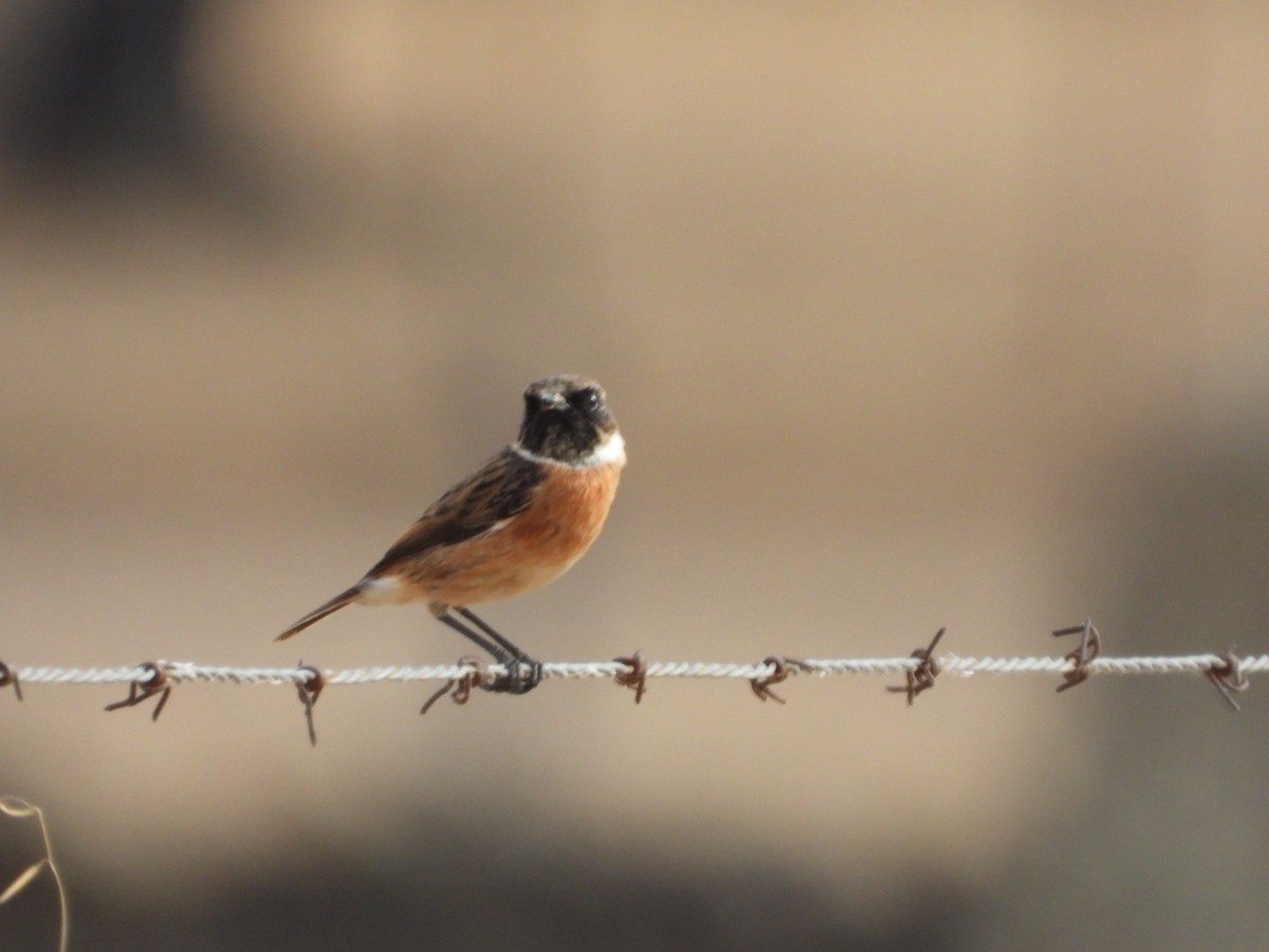European Stonechat - ML643750787