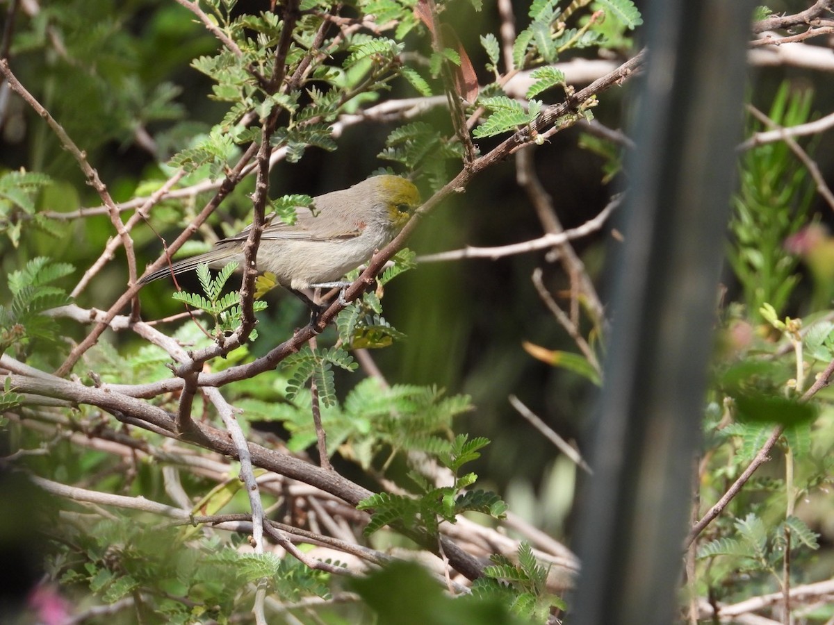 Verdin - ML643750791