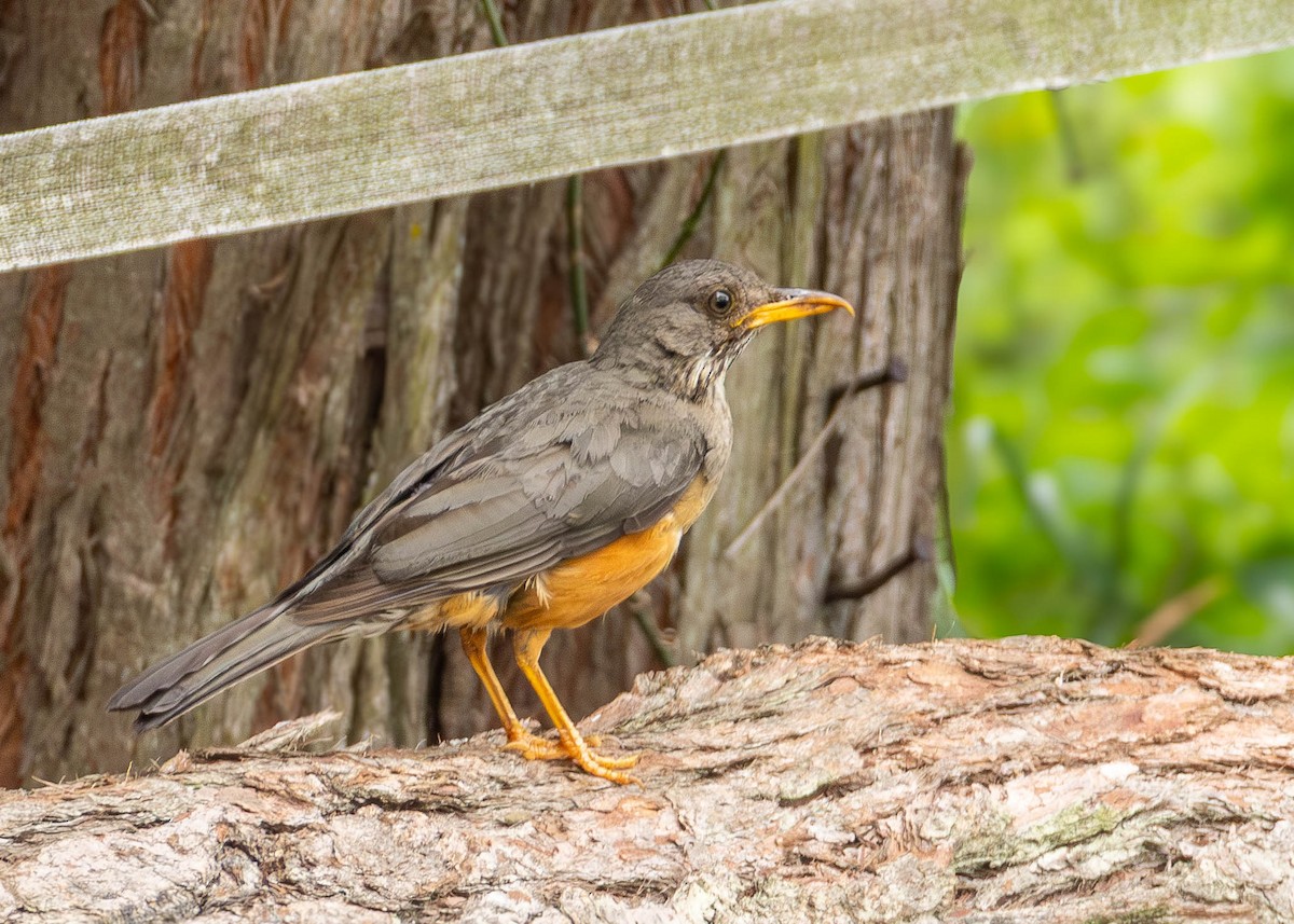 Olive Thrush - ML643750795
