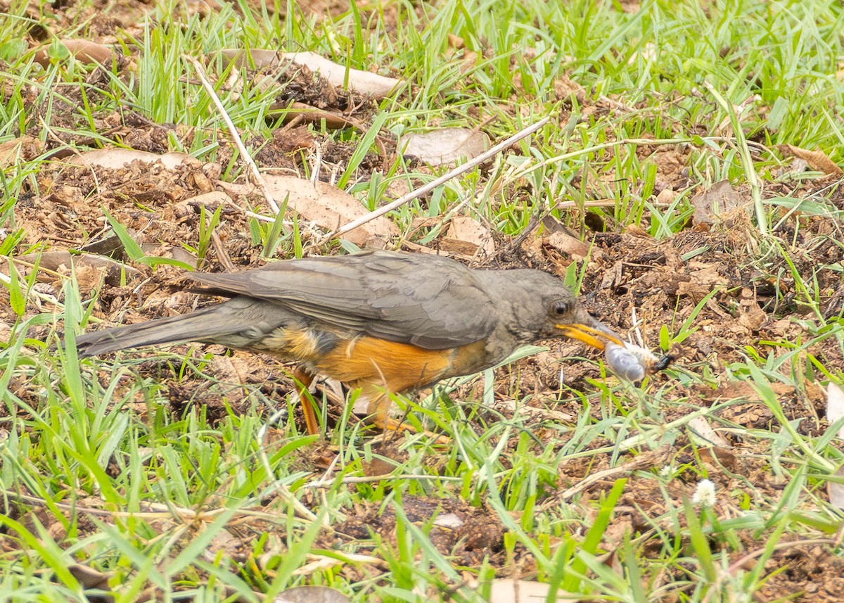 Olive Thrush - ML643750796