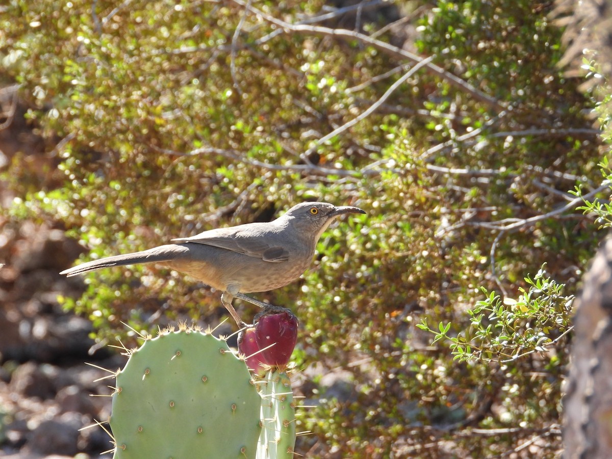 Curve-billed Thrasher - ML643750803