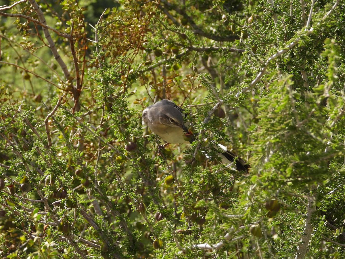 חקיינית צפונית - ML643750804