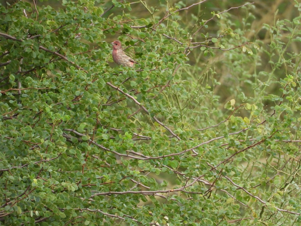 House Finch - ML643750811