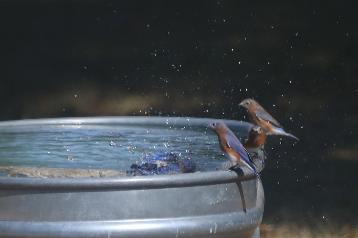 Merlebleu de l'Est - ML643750812