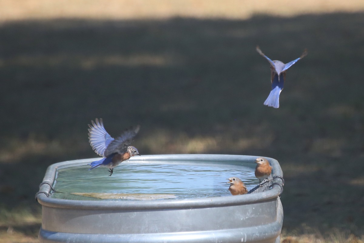 Merlebleu de l'Est - ML643750814