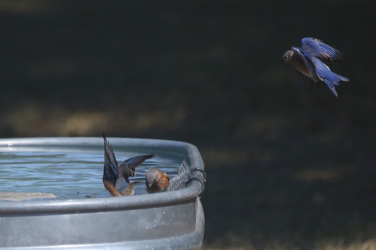 Merlebleu de l'Est - ML643750816