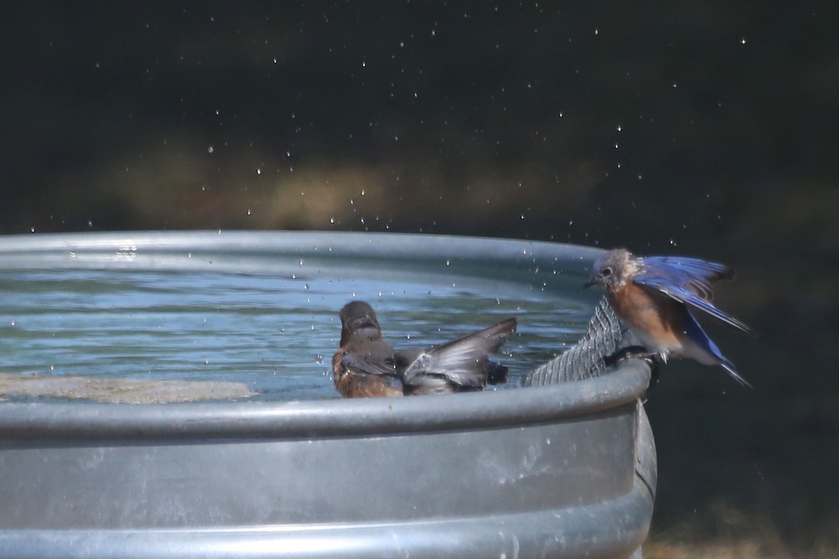 Merlebleu de l'Est - ML643750817