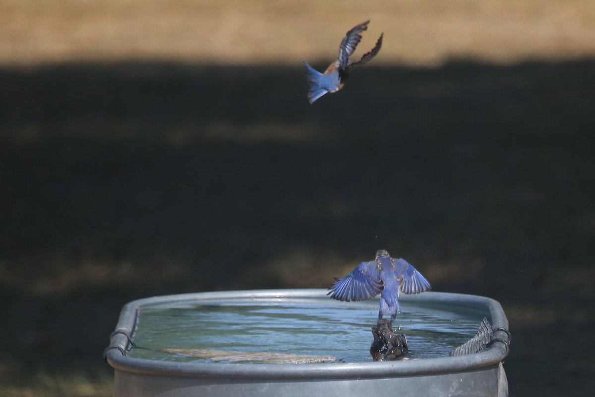 Merlebleu de l'Est - ML643750819