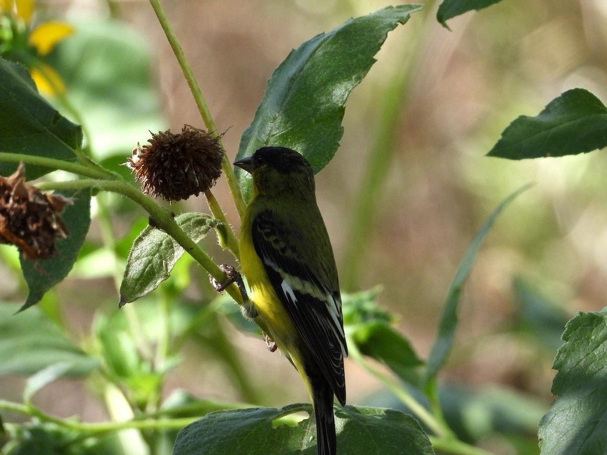 Lesser Goldfinch - ML643750821