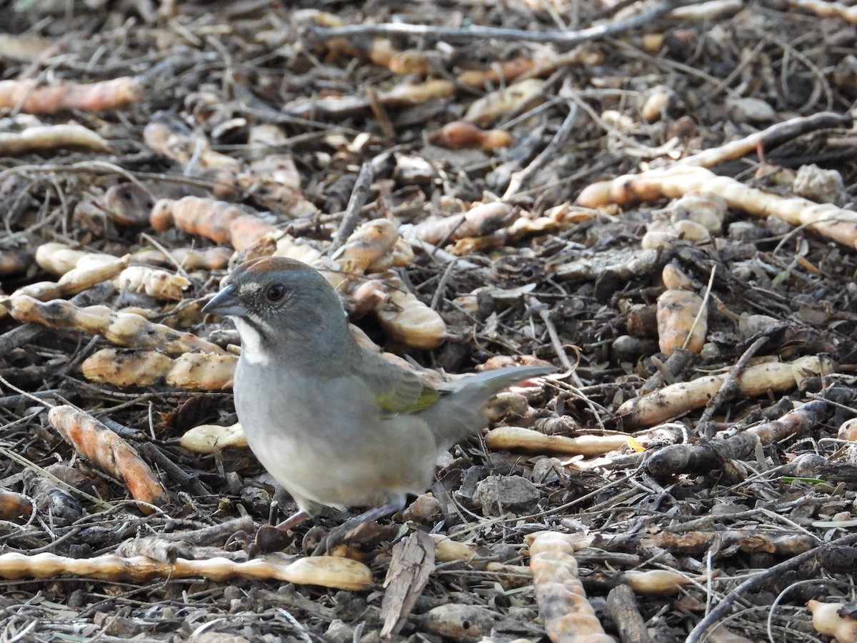Green-tailed Towhee - ML643750826