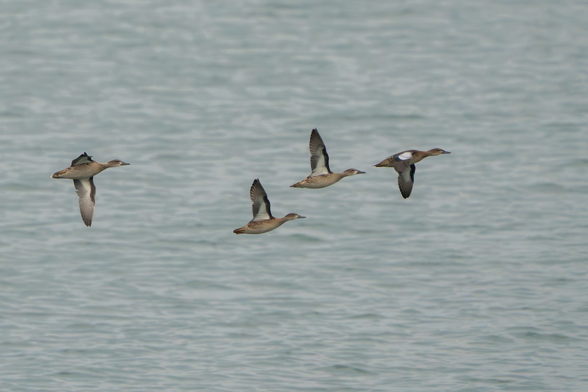 Blue-winged Teal - ML643750827