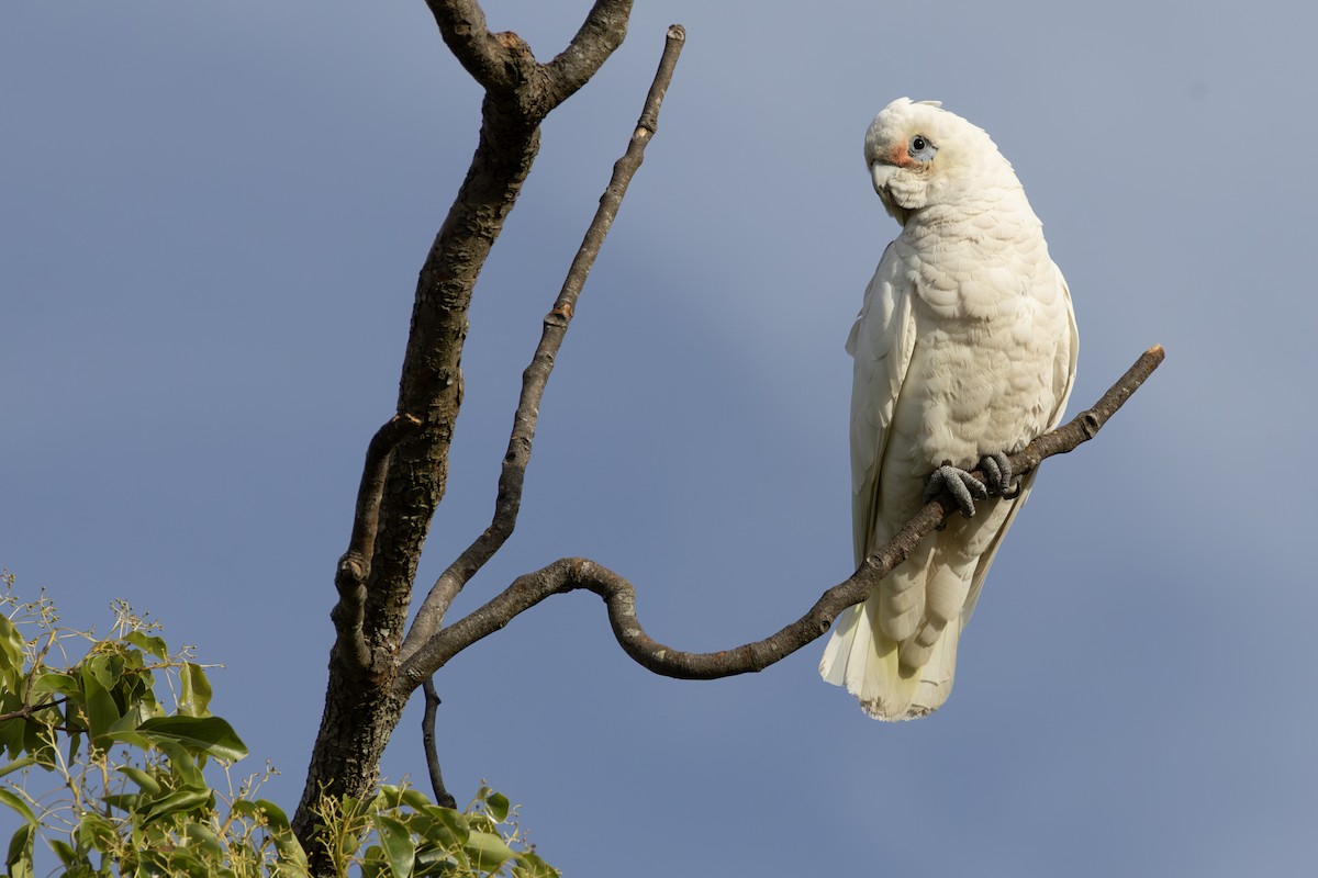 Cacatúa Sanguínea - ML643750833