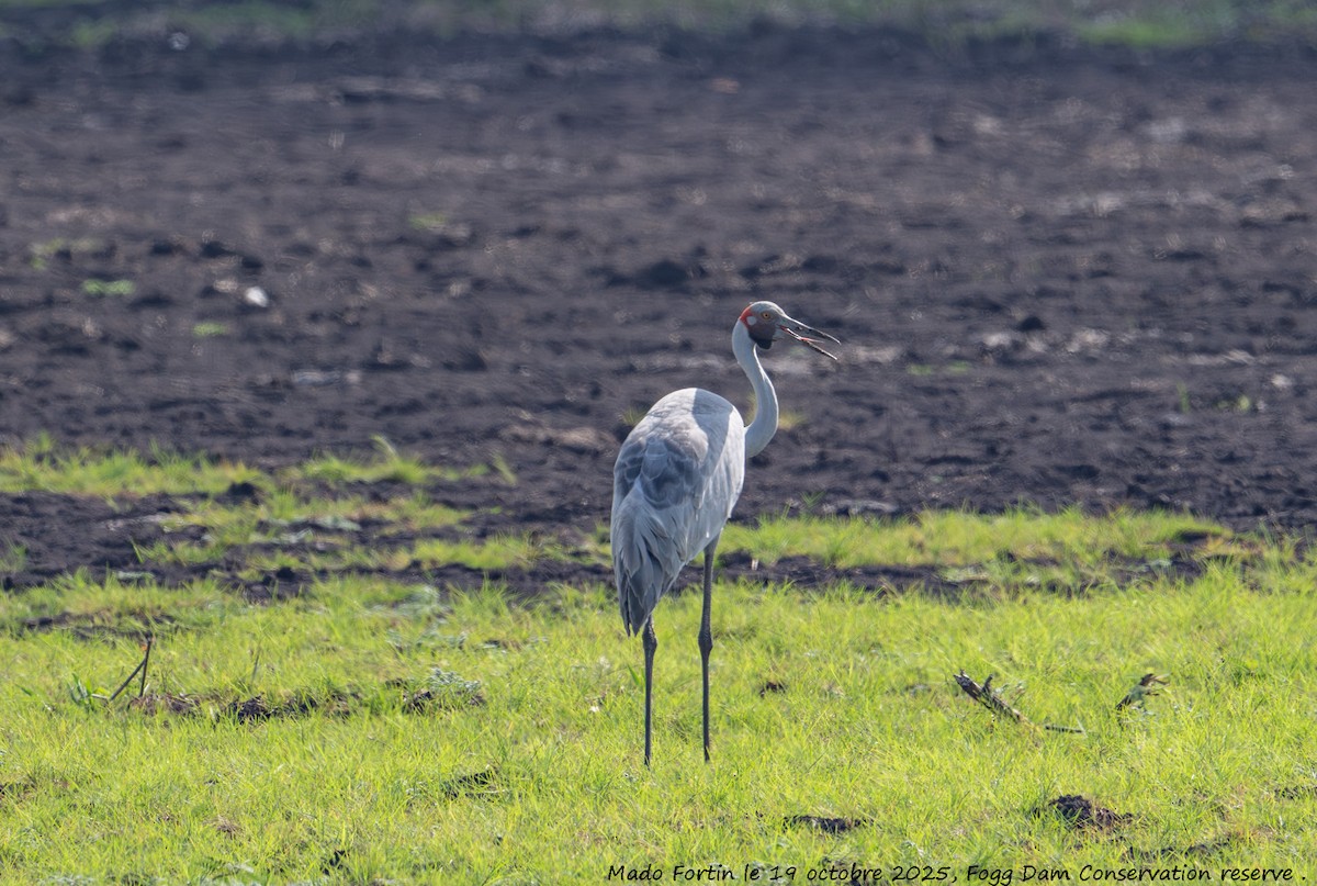 Grulla Brolga - ML643750834
