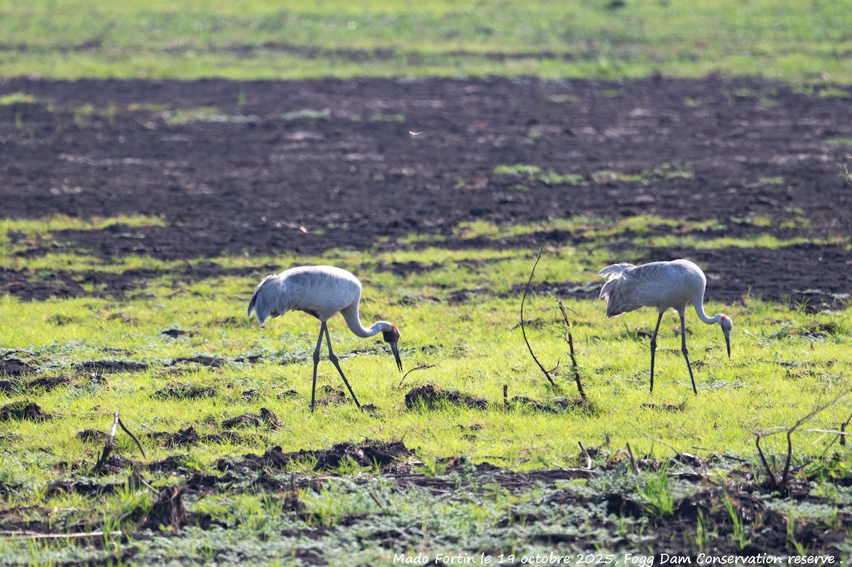 Grulla Brolga - ML643750835