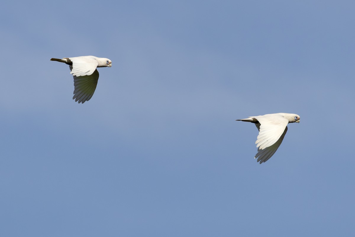 Cacatúa Sanguínea - ML643750841