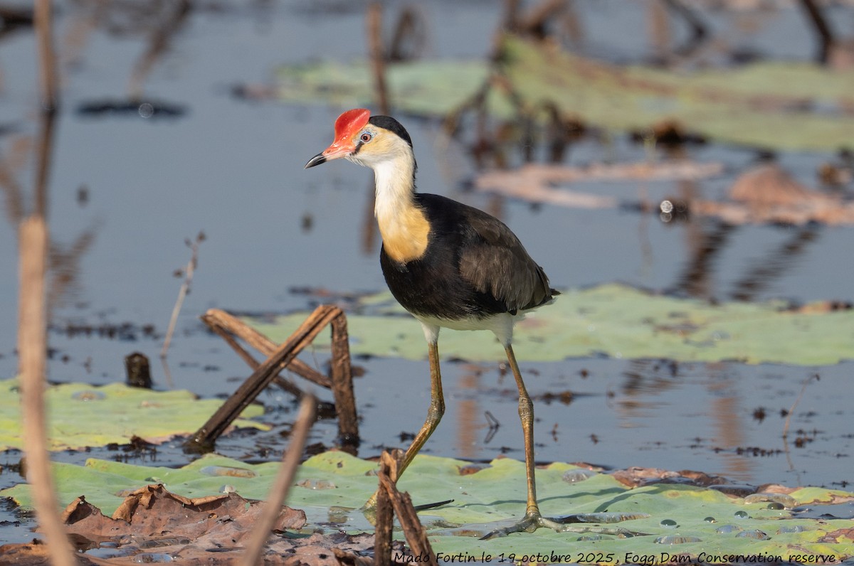 Jacana Crestada - ML643750847
