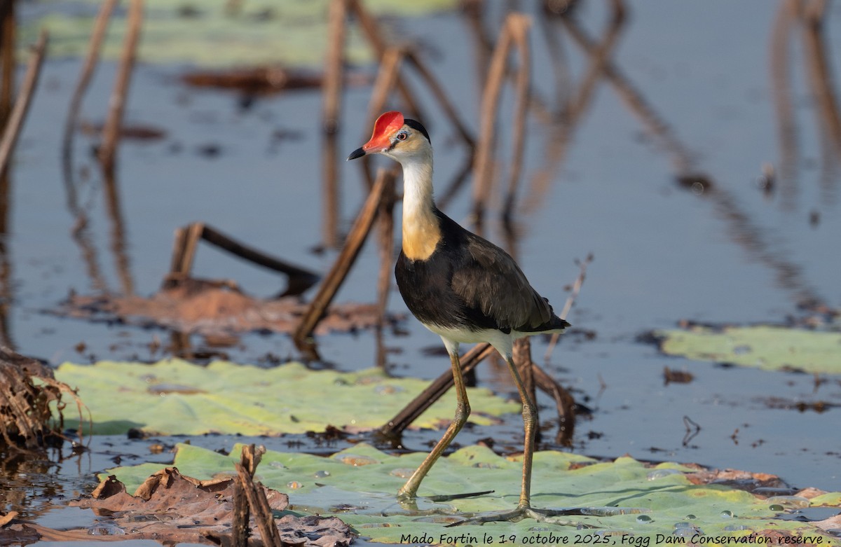 Jacana Crestada - ML643750848