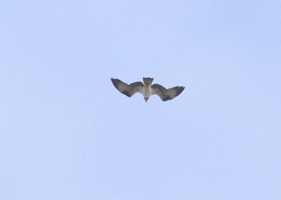 Águila Pescadora - ML643750859