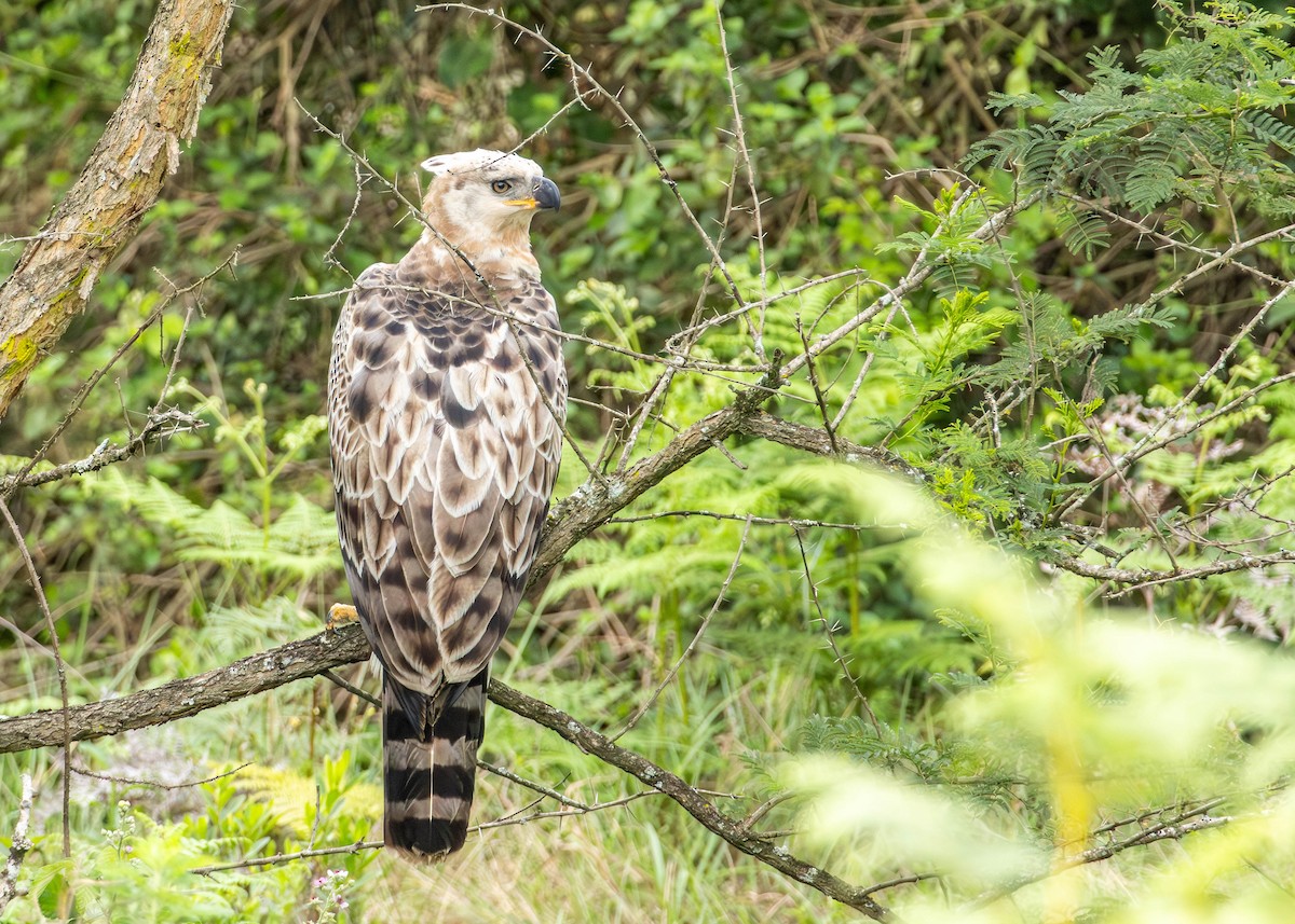 Aigle couronné - ML643750876