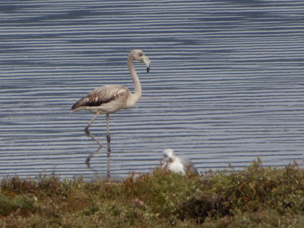 Flamingo - ML643750891