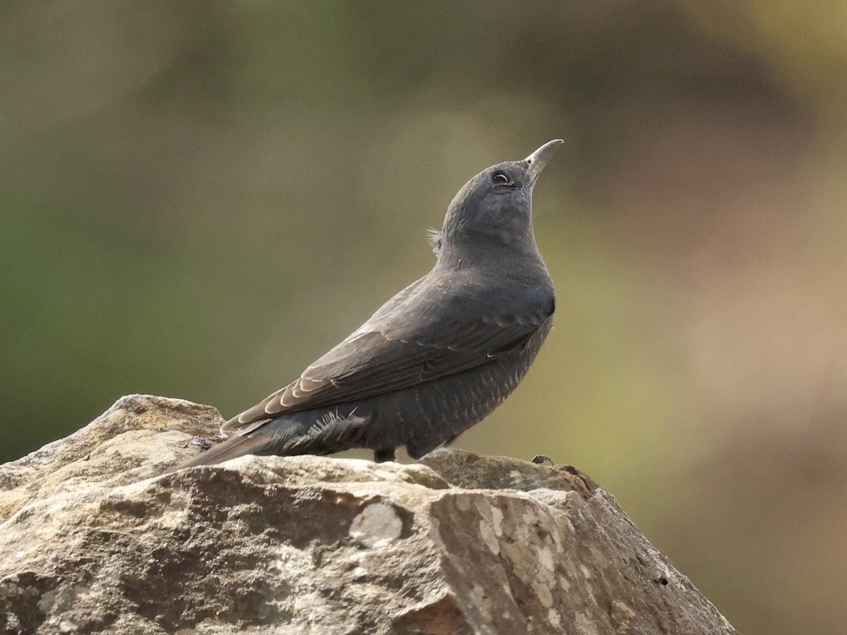 Gökardıç - ML643750927