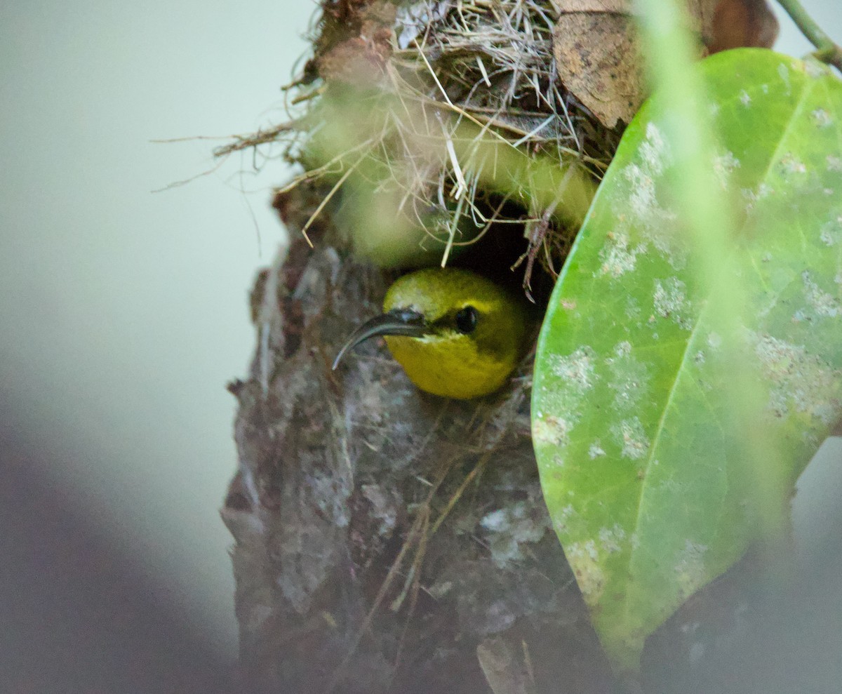 Sahul Sunbird - ML643750929