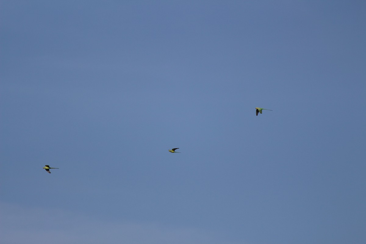 Rose-ringed Parakeet - ML643750931