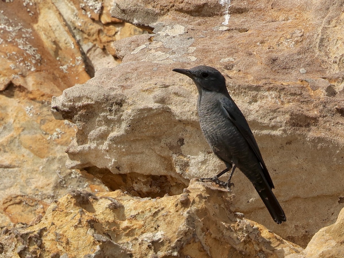 Gökardıç - ML643750932