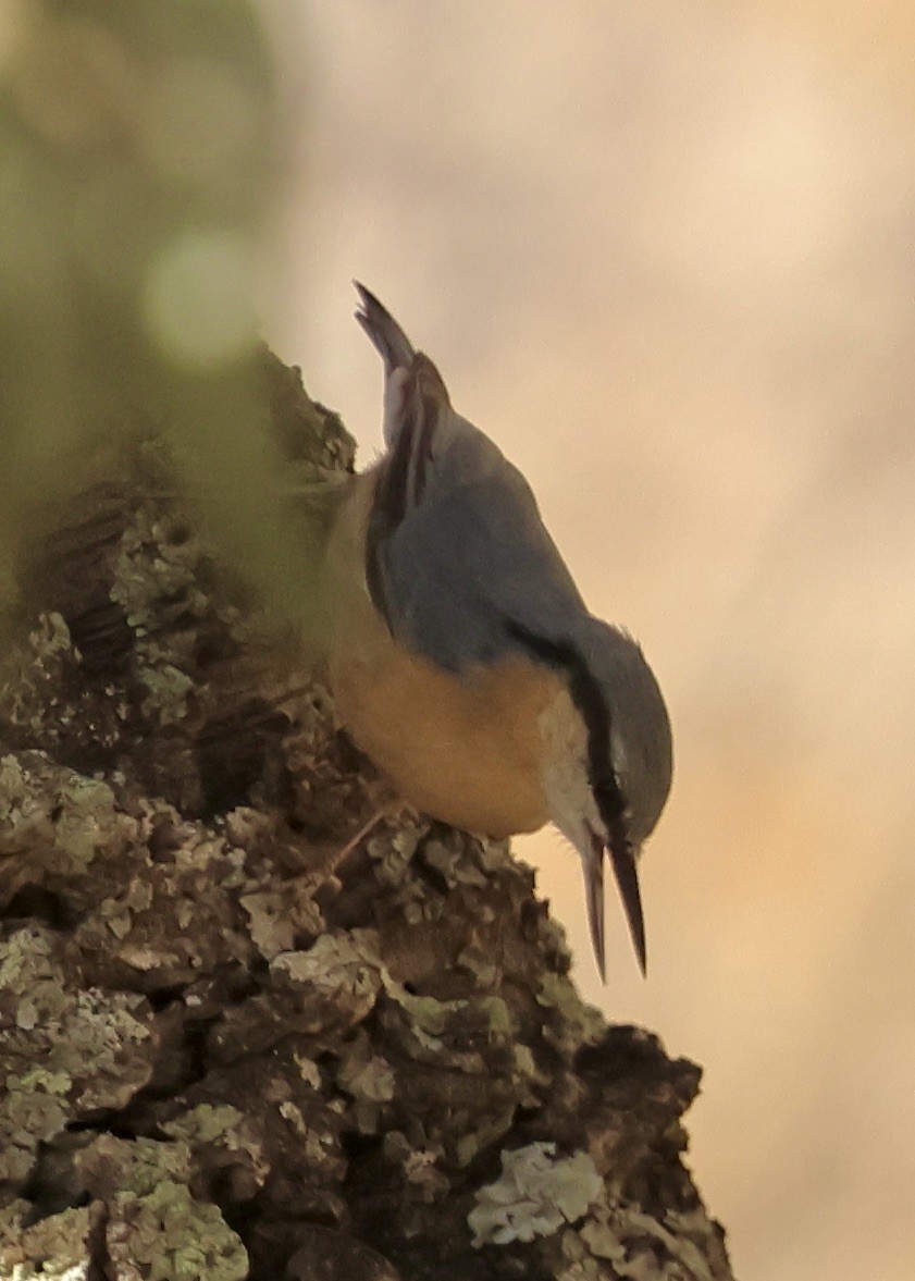 Sıvacı - ML643750937