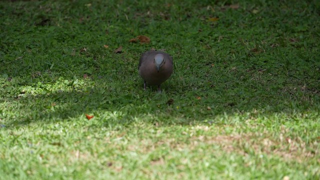 Red-eyed Dove - ML643750939