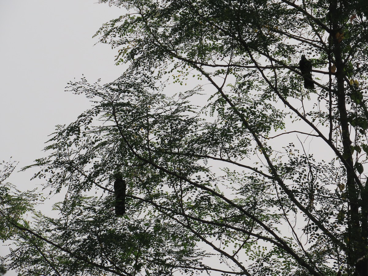 Greater Coucal - ML643750947