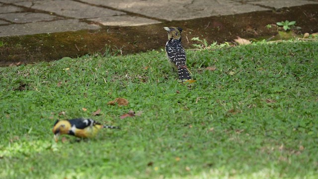 Crested Barbet - ML643750950