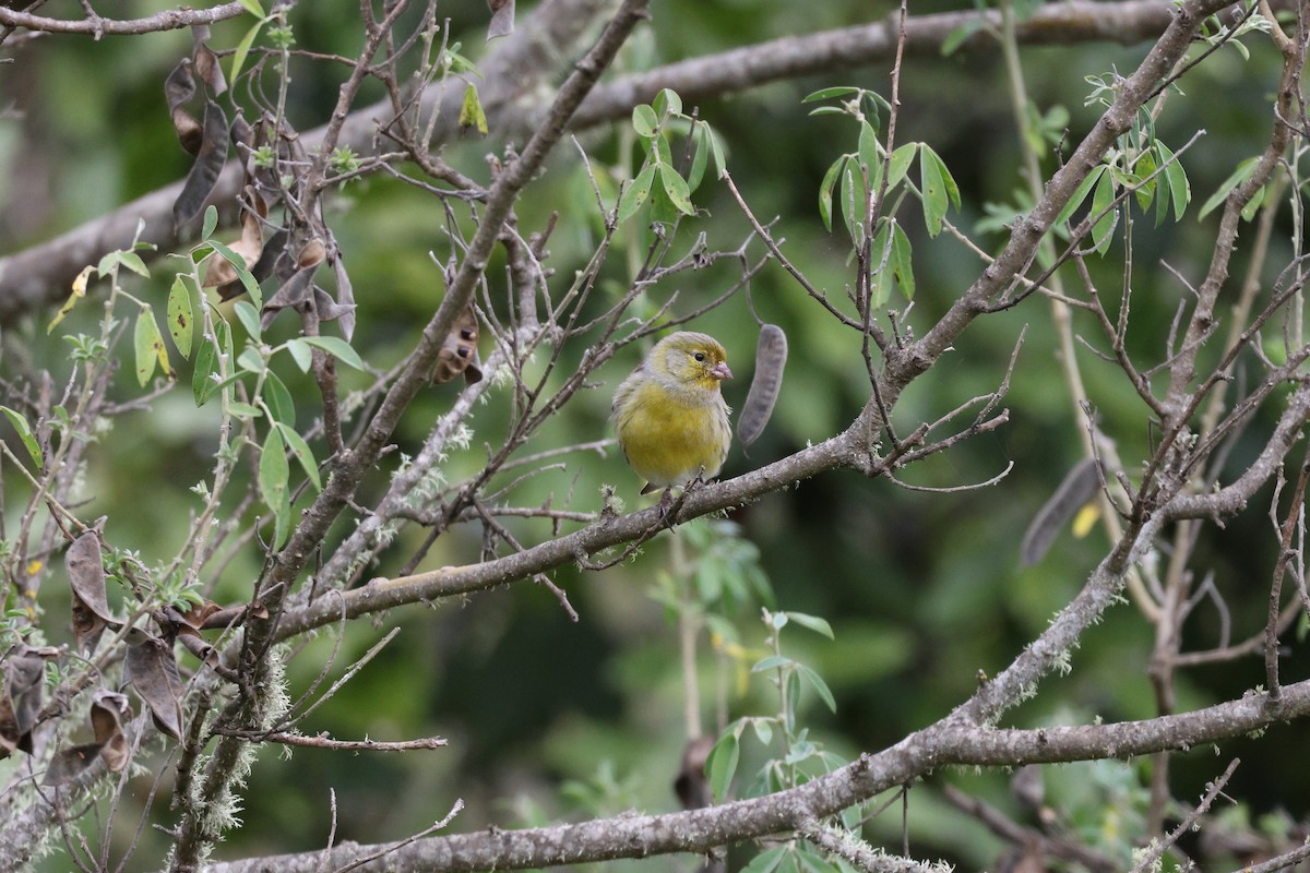 Serin des Canaries - ML643750951