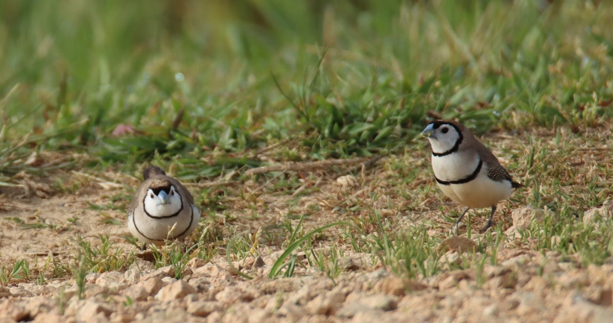 Double-barred Finch - ML643750952