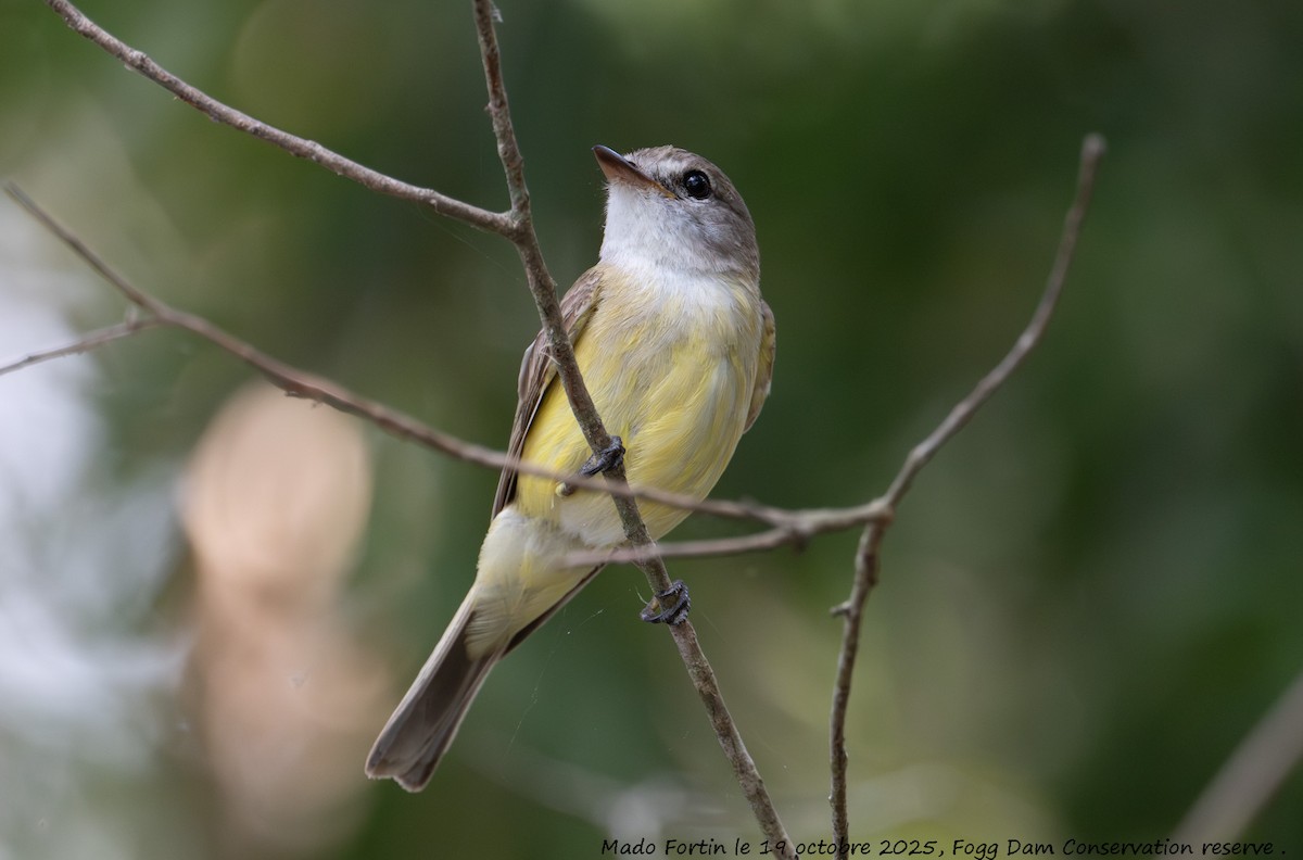 Lemon-bellied Flyrobin - ML643750955